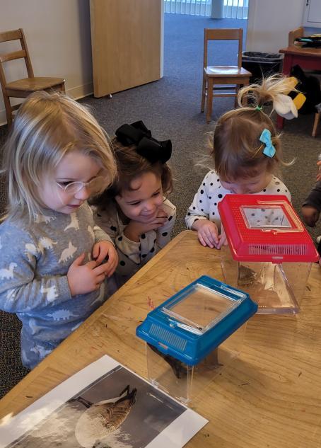 Children learning about insects